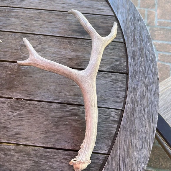 🦌Deer antler shedding, authentic real display art piece - Picture 4 of 4